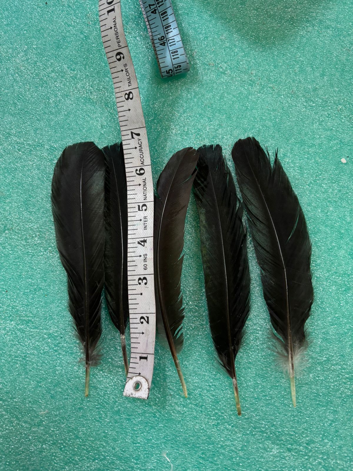 Crow feather supplier