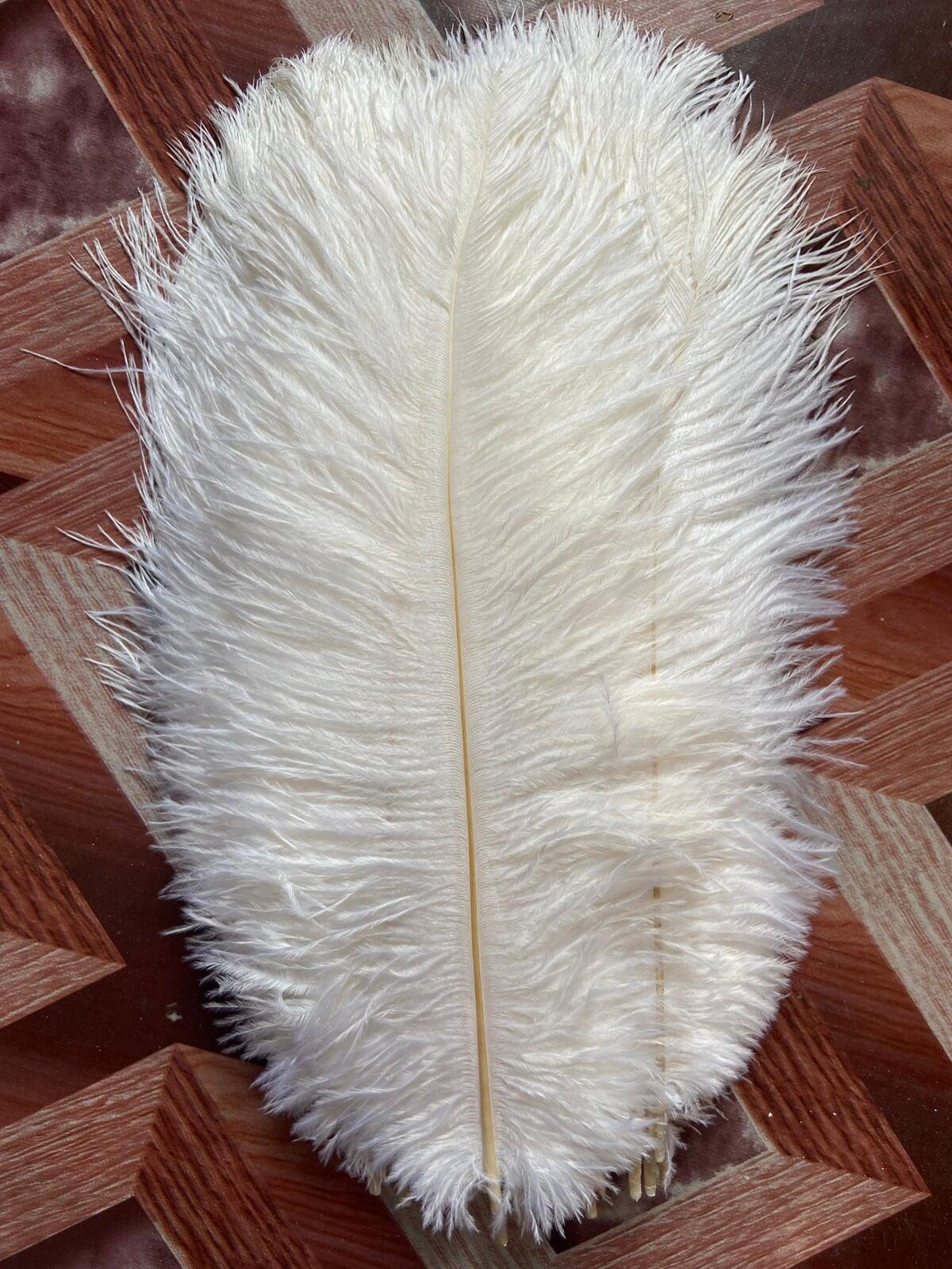 12-14 inches Ostrich feather wholesaler in delhi