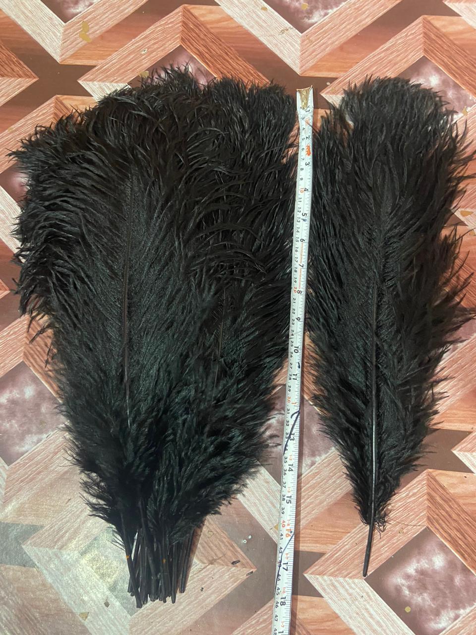 Black Ostrich Feather Wholesale in india