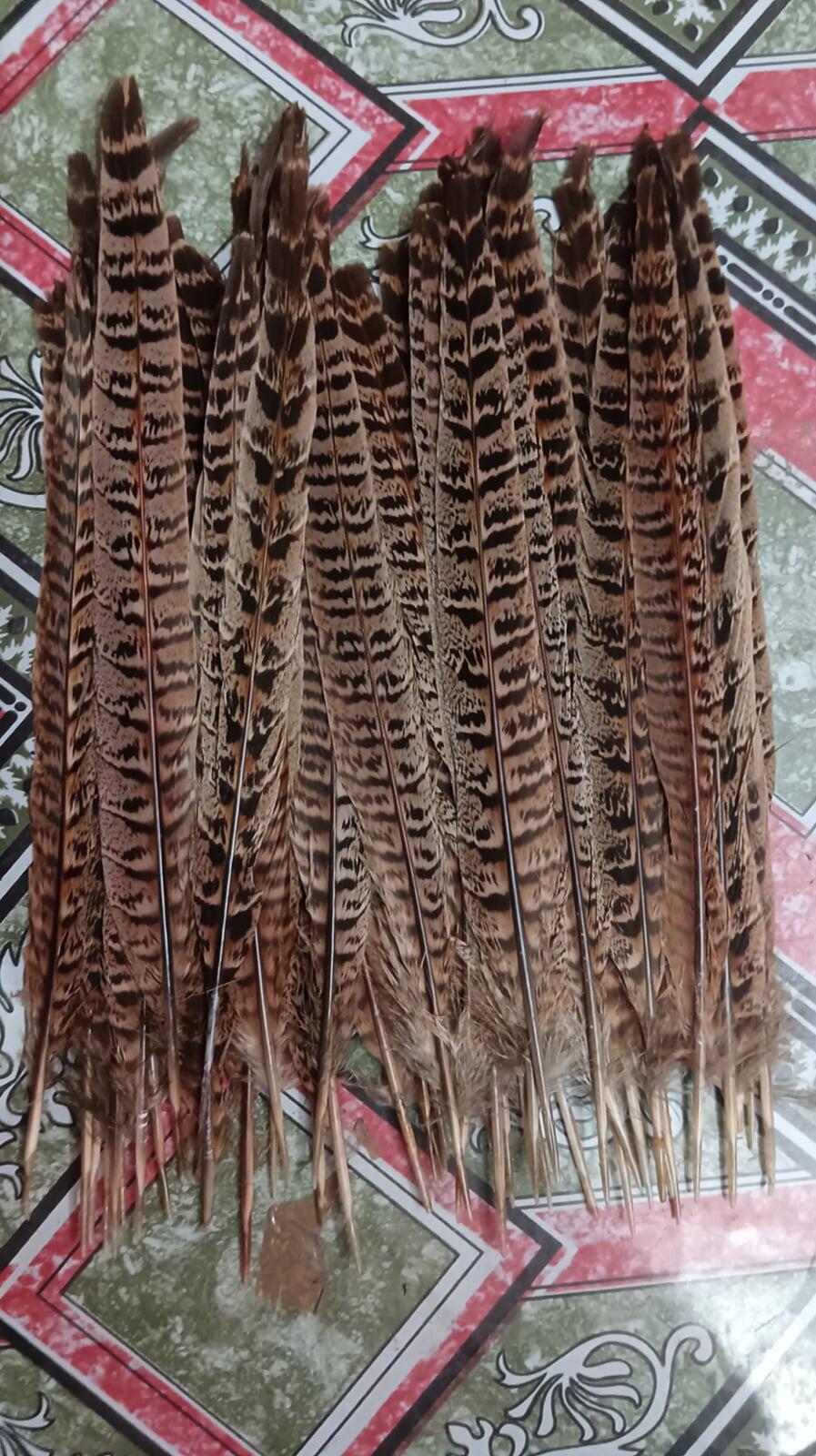 Pheasant feather for craft