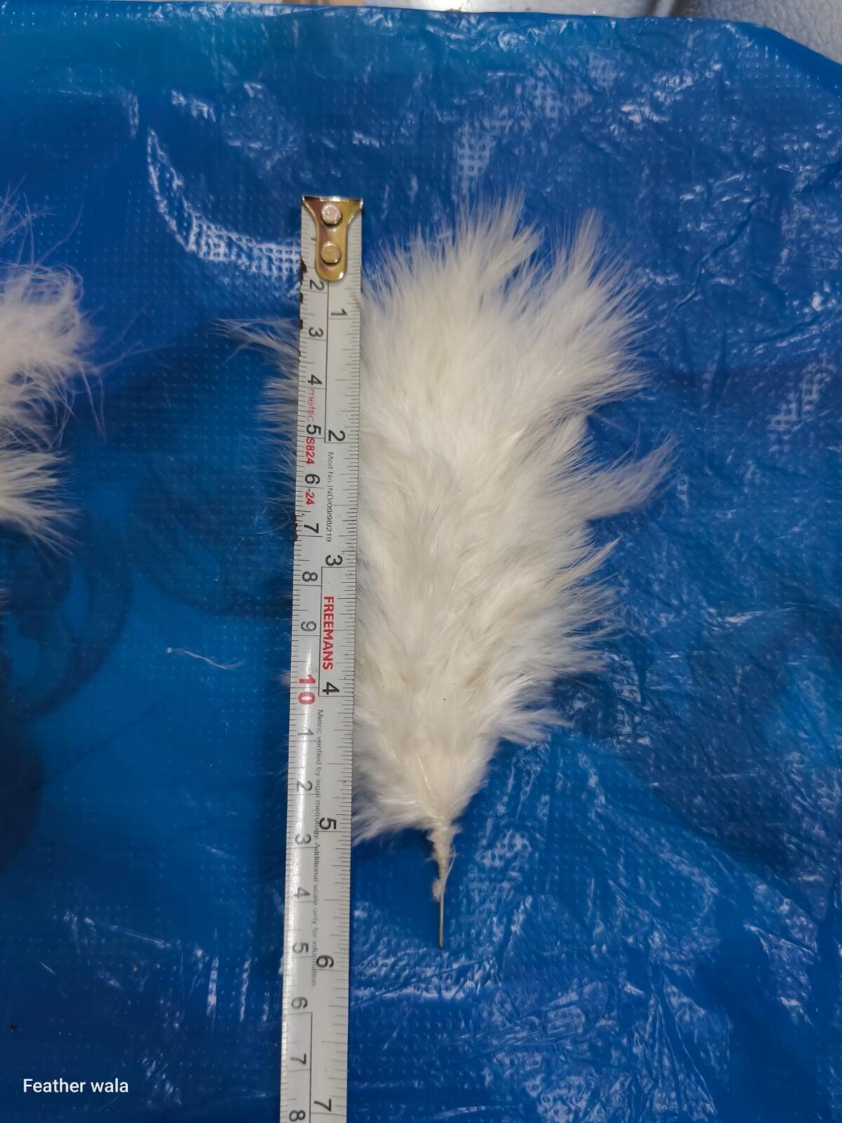Feather for safa